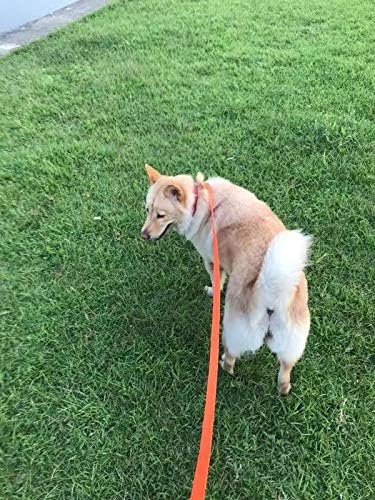 AMAGOOD Dog/Puppy Obedience Recall Training Agility Lead-15 ft 20 ft 30 ft 50 ft Long Leash-for Dog Training,Recall,Play,Safety,Camping (15 feet, Orange)