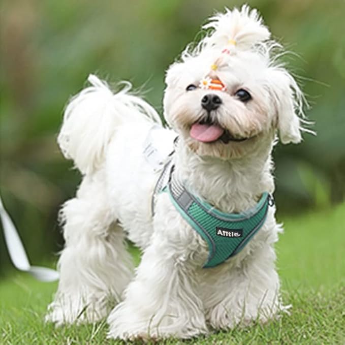 AIITLE No Pull Dog Harness and Leash Set, Step in Adjustable Dog Harness with Padded Vest for All Weather, Dog Leash with Soft Padded Handle, Easy to Put on Small and Medium Dogs Turquoise S