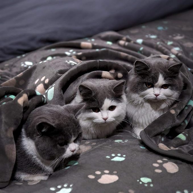 Allisandro Super Soft and Premium Fuzzy Flannel Fleece Pet Dog Blanket, The Cute Print Design Washable Fluffy Blanket for Puppy Cat Kitten Indoor Outdoor, Grey, 32 x 24 Inches