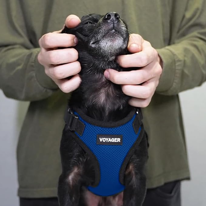 Voyager Step-in Pet Harness - All Weather Mesh, Adjustable Step in Harness for Cats and Dogs by Best Pet Supplies - Royal Blue/Black Trim, XS