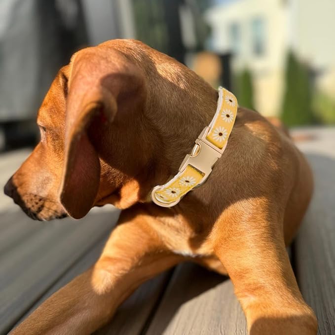 Woven Dog Collar with Metal Buckle Adjustable Jacquard Retro Dog Collars for Small Medium Large Dogs(Daisy,L)