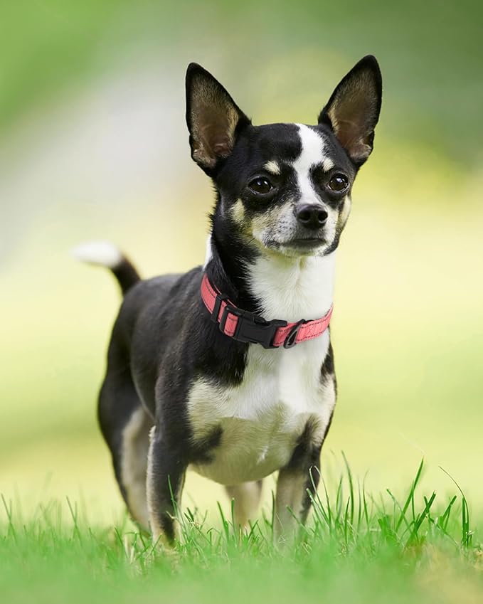 Joytale Reflective Dog Collar, Soft Neoprene Padded, Metal D-Ring, Nylon Pet Collar Adjustable for Puppy and Small Dogs, Neon Pink, XS