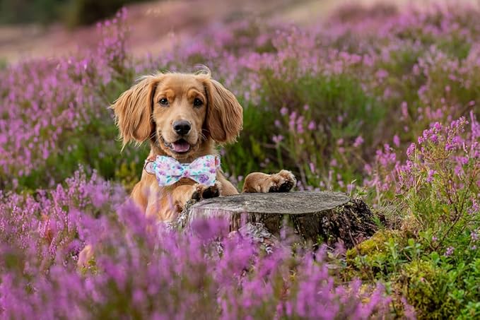 Lionheart glory Purple Dog Collar, Adjustable Dog Collar with Bowtie, Pet Gift Collar for Dog Soft Bowtie Dog Collars for X-Large Dogs