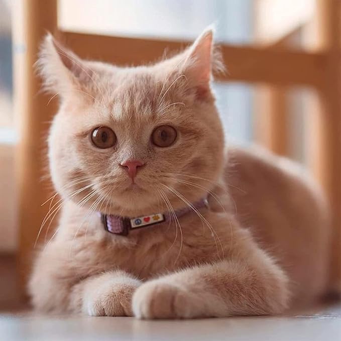 Pawtitas Reflective Green Cat Collar with Safety Buckle and Removable Bell for Kitten and Cats