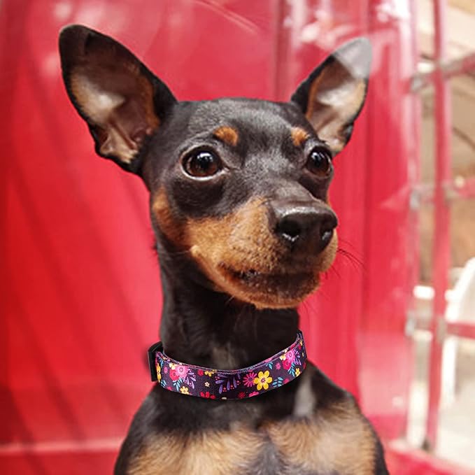 QQPETS Adjustable Soft Dog Collar: Print Flower Pink Multicolor Cute Patterns for XS Small Medium Large Pet Girl Boy Puppy Walking Running Training (XS, Elegant Purple)