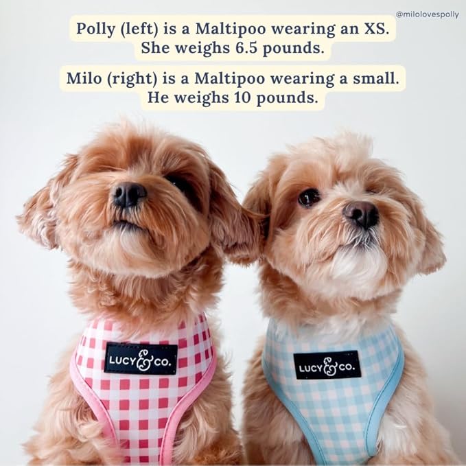 Lucy & Co. Cute Reversible Dog Harness Walking Halter - Best Designer Pet Harnesses for XS - XL Dogs - Padded Adjustable Vest for Easy Walking (Large, Ballet Bows - White & Pink Bows)