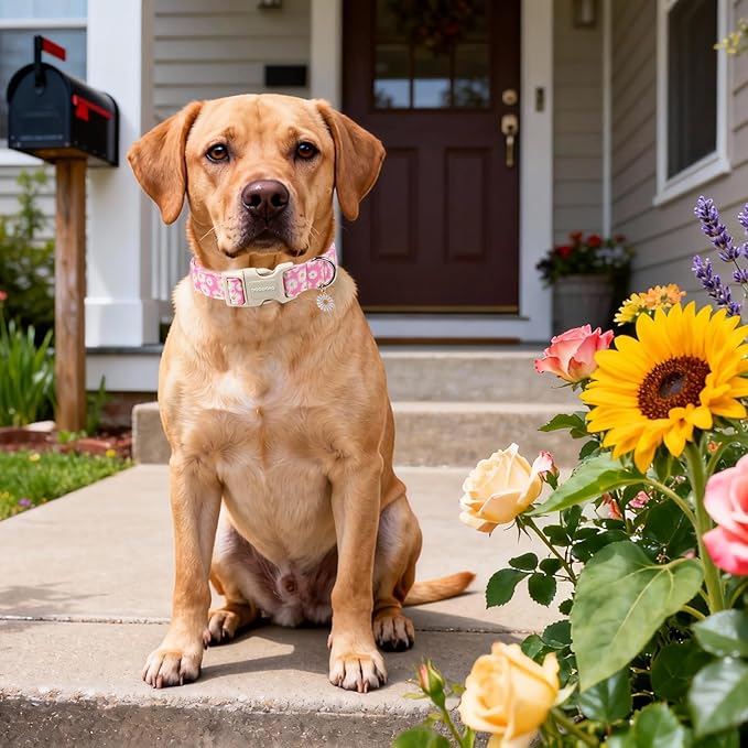 DOGWONG Flower Dog Collar-Daisy Flower Print Girl Dog Collar for Large Cute Dog Collars Spring Female Pet Gift Adjustable Heavy-Duty Soft Collar，XS