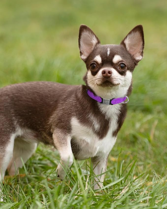 TagME Reflective Nylon Dog Collars, Adjustable Classic Pet Collar with Quick Release Buckle for Puppy, Purple, 3/8" Width