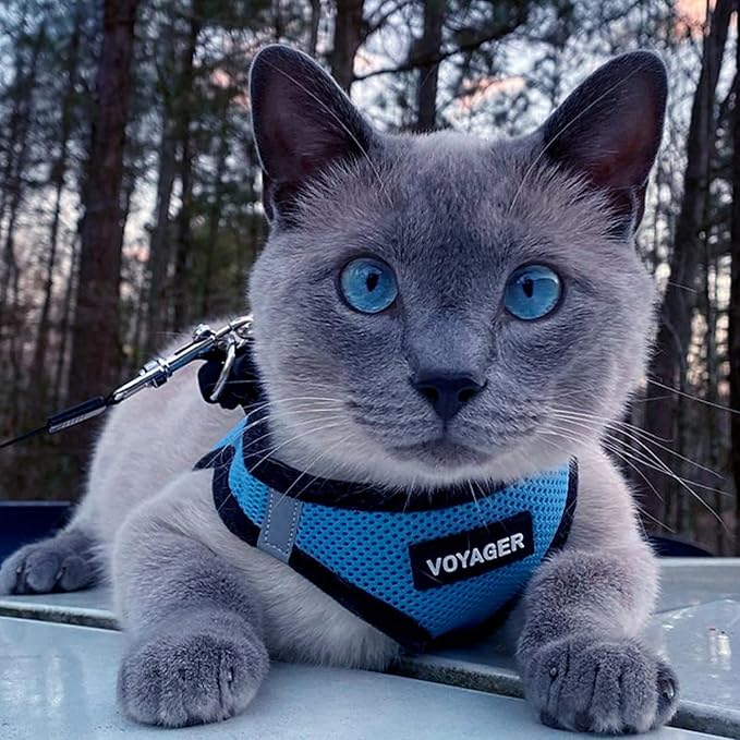 Best Pet Supplies Voyager Step-in Air Harness - All Weather Mesh, Reflective, No Pull Harness for Dogs, Cats - Secure with Hook & Loop Fastener, Buckle, Double D-Rings - Baby Blue/Black Trim, M