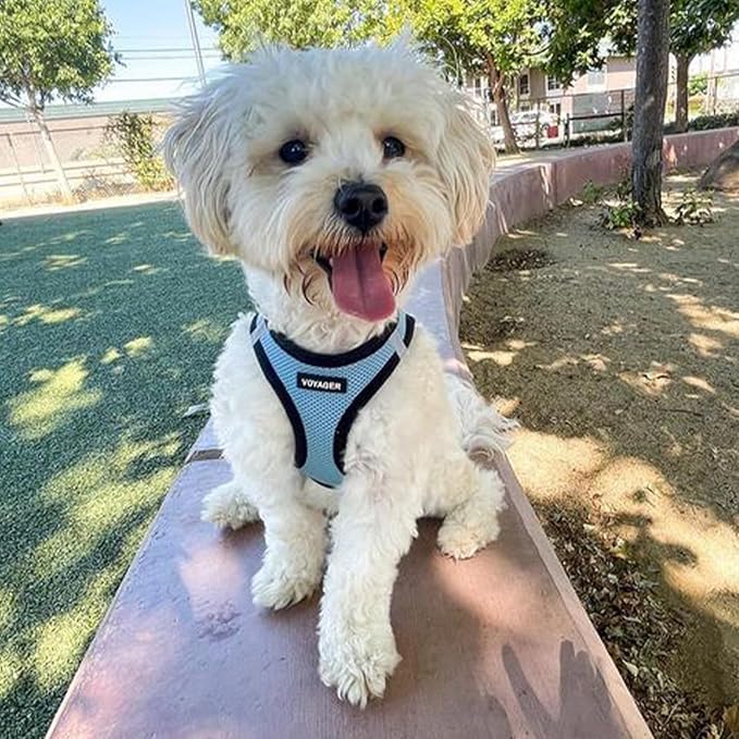 Best Pet Supplies Voyager Step-in Air All Weather Mesh Harness and Reflective Dog 5 ft Leash Combo with Neoprene Handle, for Small, Medium and Large Breed Puppies - Baby Blue/Black Trim, X-Small