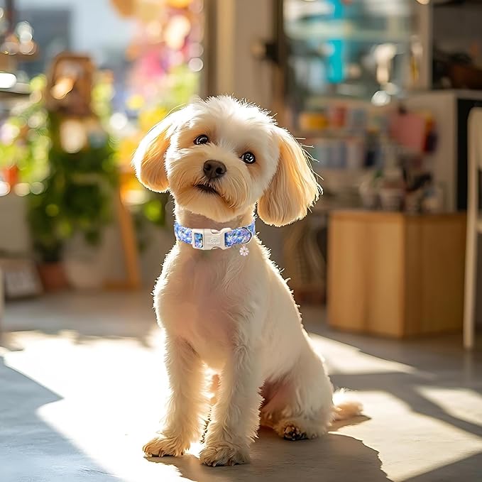 Floral Dog Collar for Small Dogs - Cute Spring Dog Collars, Soft Lightweight Bee & Daisy Puppy Collar, Breathable Adjustable Male Female Blue Wildflowers Dogs Collars S