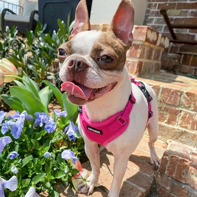 Voyager Step-in Pet Harness - All Weather Mesh, Adjustable Step in Harness for Cats and Dogs by Best Pet Supplies - Fuchsia, M