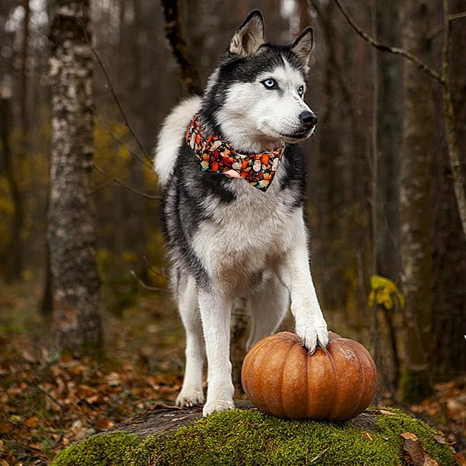 Fall Dog Collar, Leaf Pumpkin Print Adjustable Pet Collar Cute Cotton Soft Collars with Bow Tie Metal Buckle Holiday Puppy Collars Boy&Girl Gift for X-Large Dogs