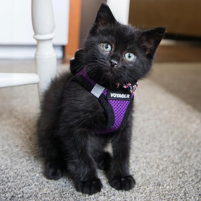 Best Pet Supplies Voyager Step-in Air All Weather Mesh Harness and Reflective Dog 5 ft Leash Combo with Neoprene Handle, for Small, Medium and Large Breed Puppies - Purple/Black Trim, XX-Small
