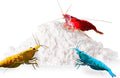 SunGrow Shrimp Calcium White Powder, Supports Healthy Molting, Improves Shell Color, Growth & Strength, Enhances Water Quality, Breeding Support, Essential Mineral for Freshwater Shrimp, 1.8 oz