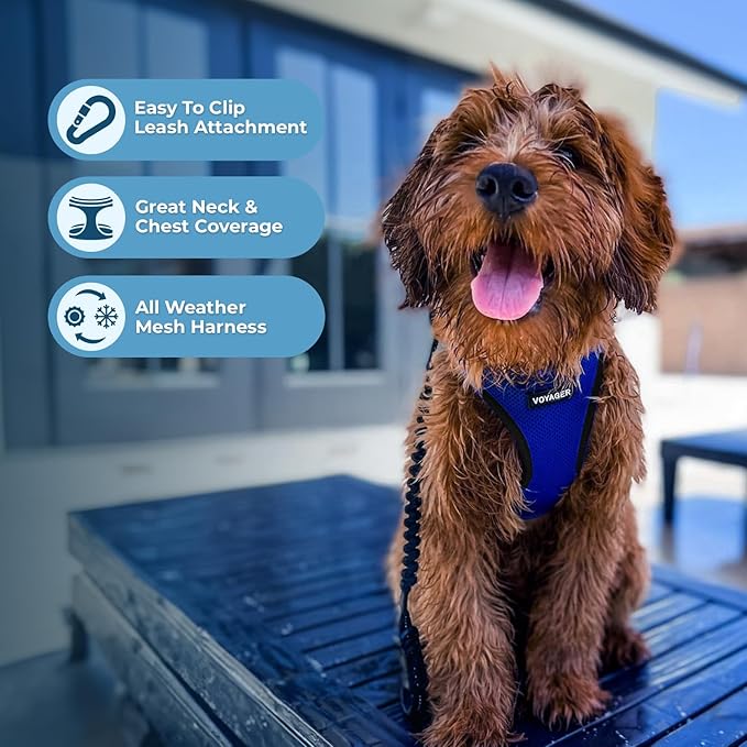 Best Pet Supplies Voyager Step-in Air All Weather Mesh Harness and Reflective Dog 5 ft Leash Combo with Neoprene Handle, for Small, Medium and Large Breed Puppies - Royal Blue/Black Trim, X-Large