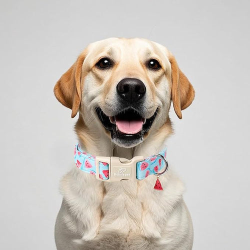 Adjustable Summer Dog Collar, Cute Watermelon Dog Collars for Giant Large Dogs, Lightweight Quick-Release Buckle Collar for Boy&Girl Dogs XL