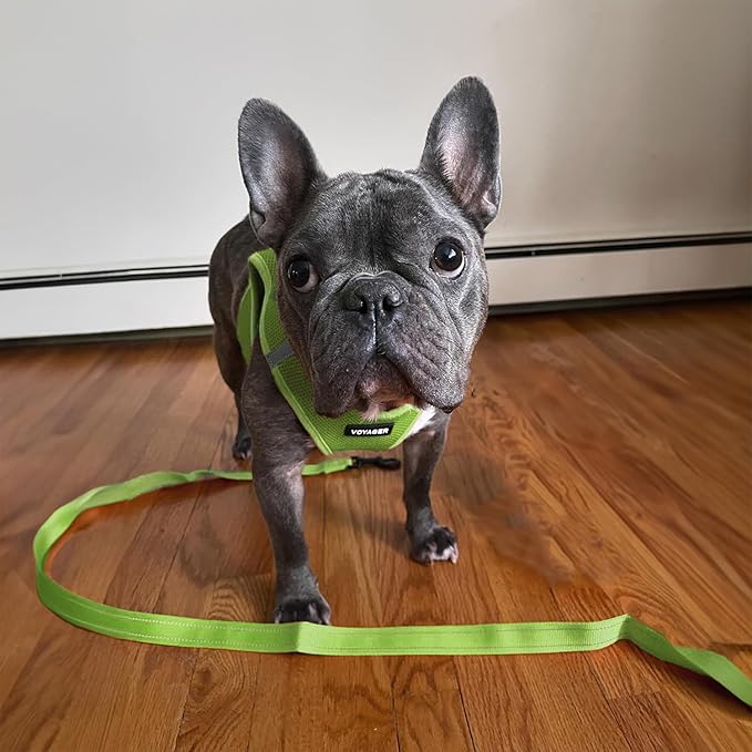 Best Pet Supplies Voyager Reflective Dog Leash or Collar with Neoprene Handle, for Small, Medium, and Large Breed Puppies, Cute and Heavy Duty for Walking, Running and Training - Lime Green (Leash), L
