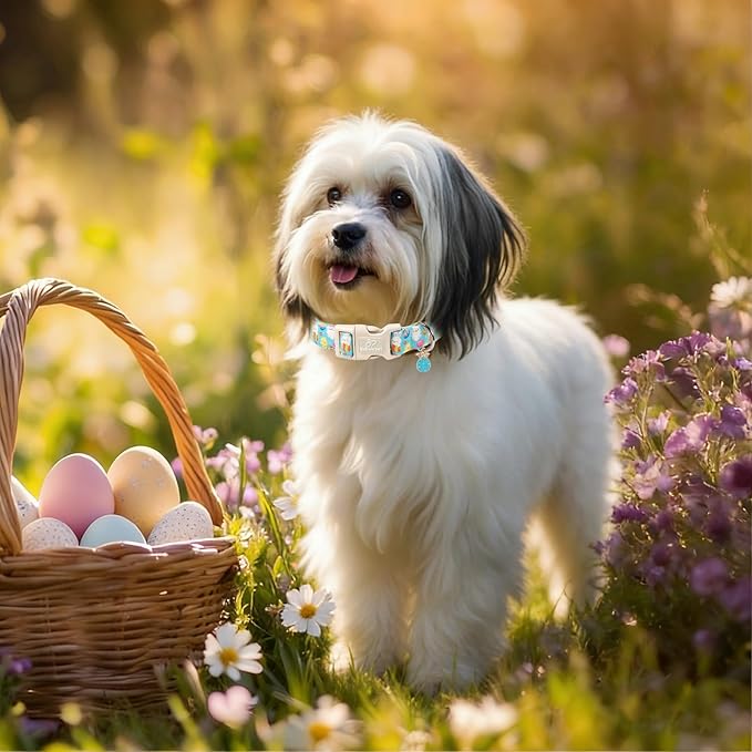 Easter Dog Collar for Medium Dogs - Cute Easter Egg Hunt Dog Collars for Boy Girl Dogs, Playful Bunny & Chick Print, Lightweight Adjustable Spring Holiday Dog Collar M
