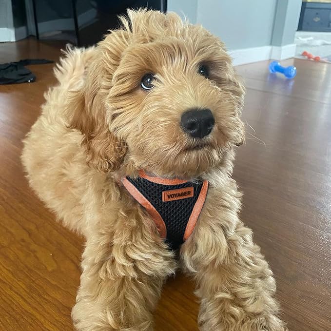 Best Pet Supplies - All Weather Mesh/Plush, Reflective, No Pull Harness for Small, Medium Dogs, Cats - Secure with Hook & Loop Fastener, Buckle, Double D-Rings - Black/Orange Trim, S