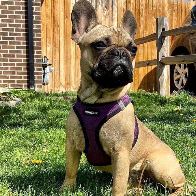 Best Pet Supplies - All Weather Mesh/Plush, Reflective, No Pull Harness for Small, Medium Dogs, Cats - Secure with Hook & Loop Fastener, Buckle, Double D-Rings - Purple/Black Trim, L