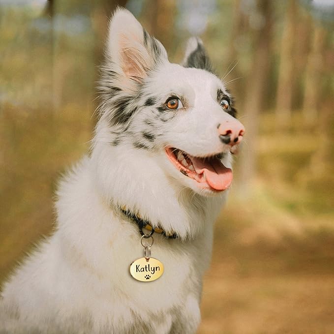 Anavia Small Size Dog Cat ID Tags, Small/XS Personalized Color Plated Stainless Steel Puppy Kitten Name Tags, Customized Engraved Nameplate Pet Collar Tag (Gold, Oval)