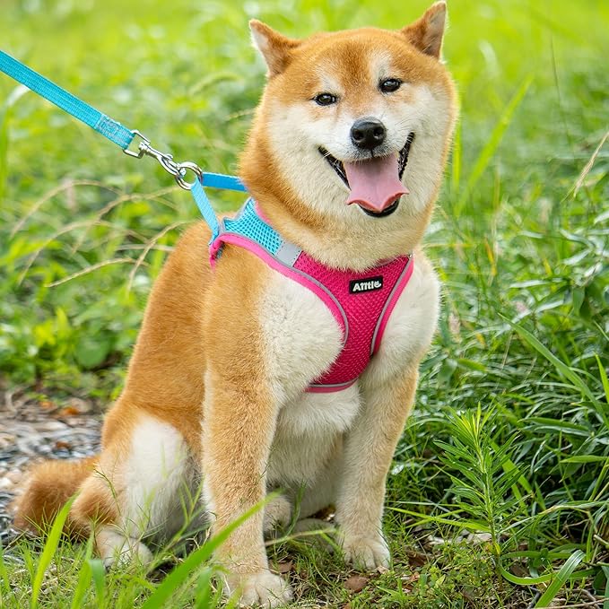AIITLE No Pull Dog Harness and Leash Set, Step in Adjustable Dog Harness with Padded Vest for All Weather, Dog Leash with Soft Padded Handle, Easy to Put on Small and Medium Dogs Hot Pink S