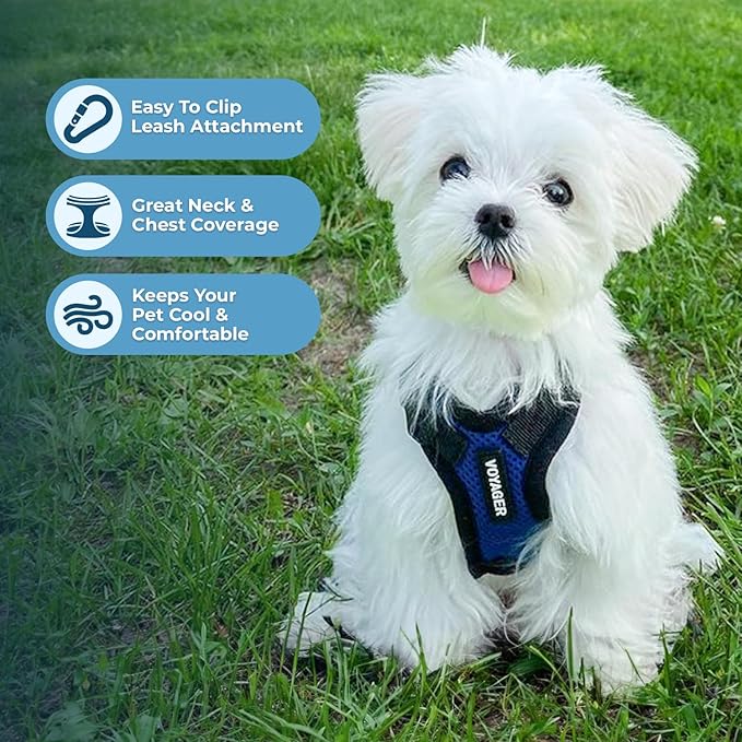 Voyager Step-in Pet Harness - All Weather Mesh, Adjustable Step in Harness for Cats and Dogs by Best Pet Supplies - Royal Blue/Black Trim, XS