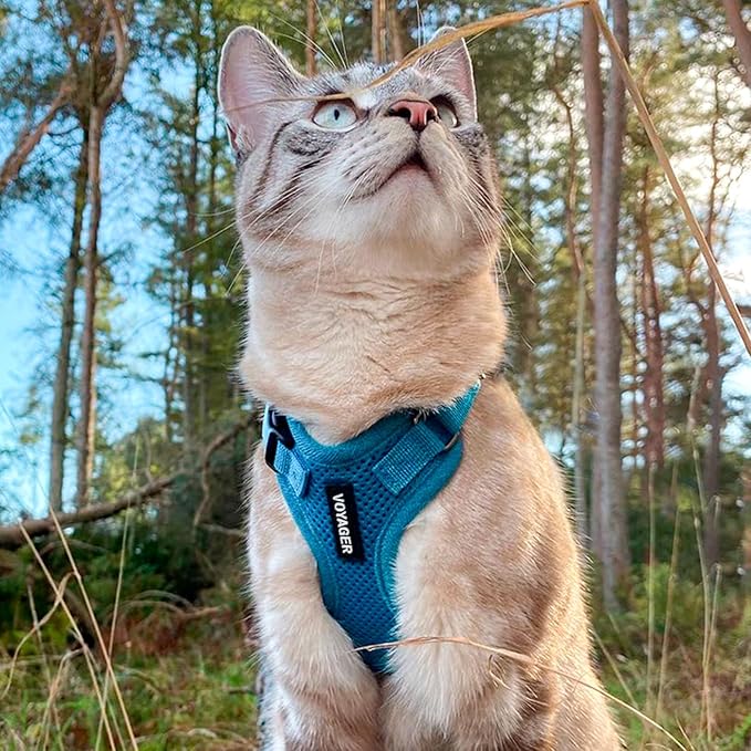 Voyager Escape-Proof Step-in Lock Cat Harness & 5ft Neoprene-Handle Leash Set All-Weather Mesh with Reflective Stitching for Small to Large Cats by Best Pet Supplies, Turquoise, XS