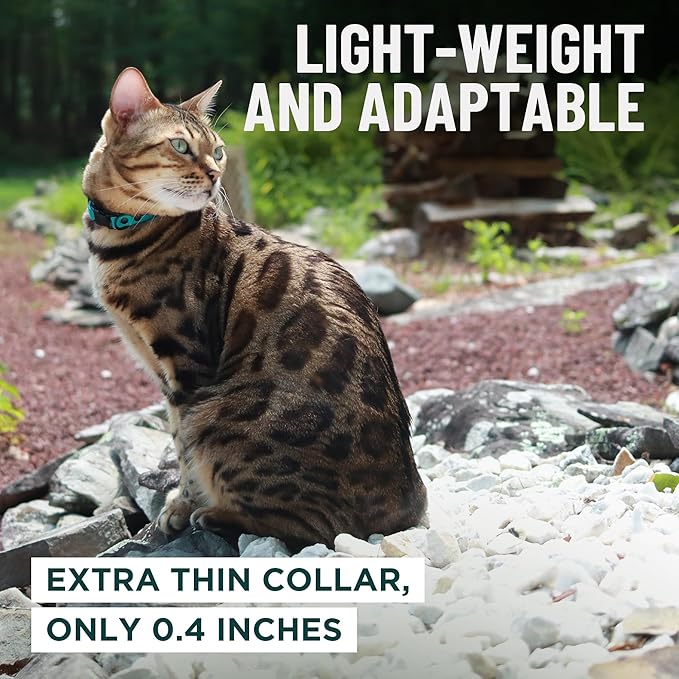 OutdoorBengal Black Breakaway Kitten Collar - Ultra Safe Quick Release Cat Collar for Small Kittens Under 6 Months – Soft-Padded, Lightweight, Adjustable, Thin and Comfortable, No Bell (Black, Kitten)