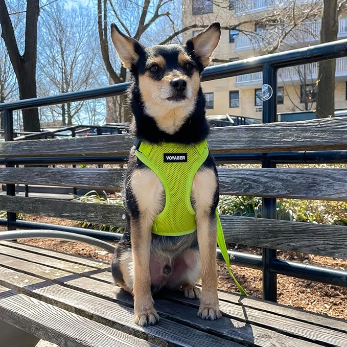 Voyager Step-in Pet Harness - All Weather Mesh, Adjustable Step in Harness for Cats and Dogs by Best Pet Supplies - Lime Green, XL